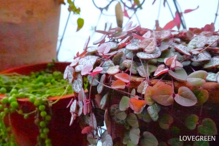 ハートカズラ小 ハートカズラ