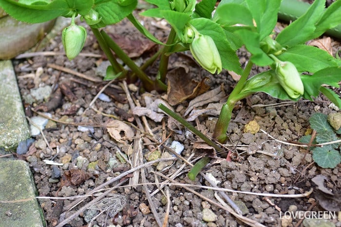 クリスマスローズカット後