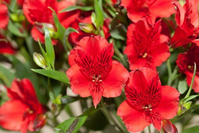 アルストロメリア