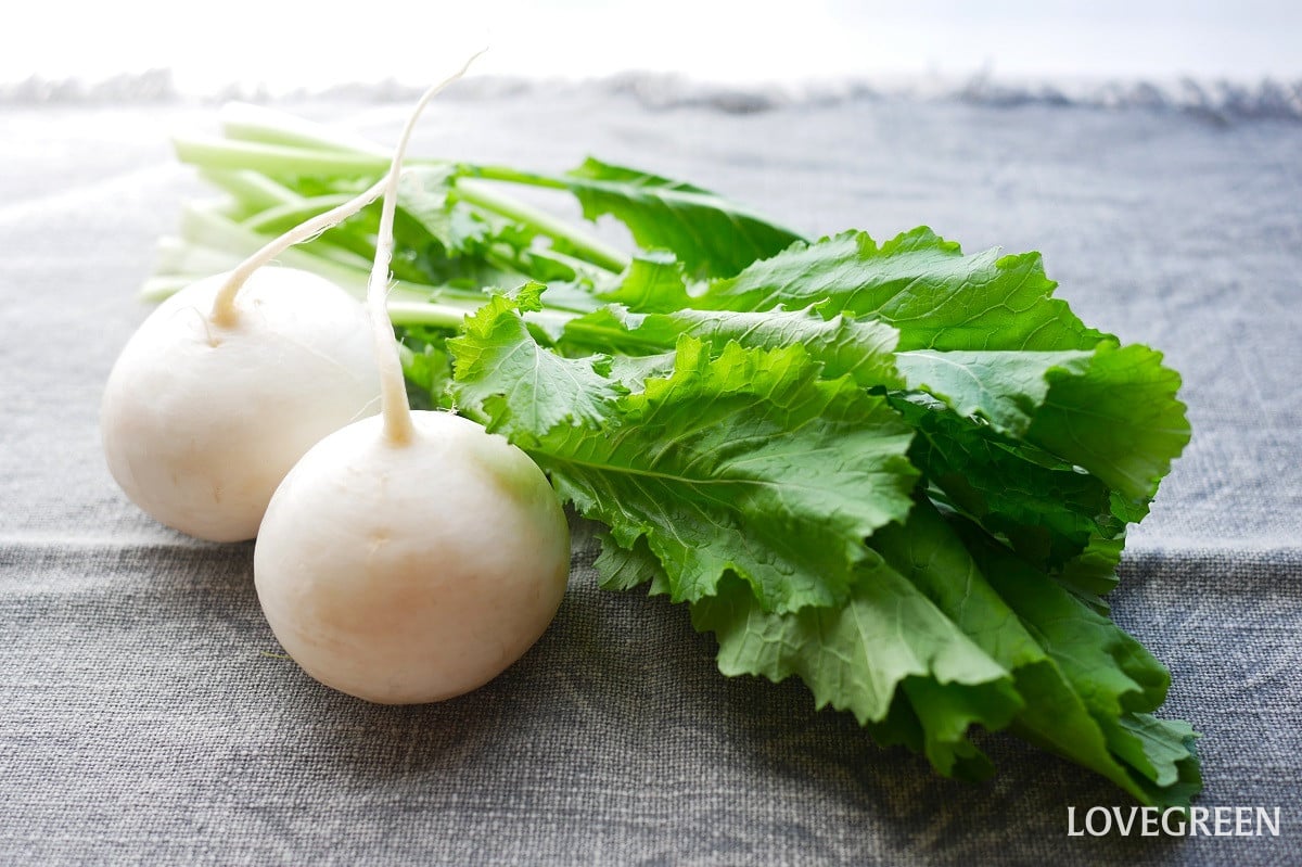 かぶの葉のレシピ｜おいしい食べ方と長持ちさせる保存方法