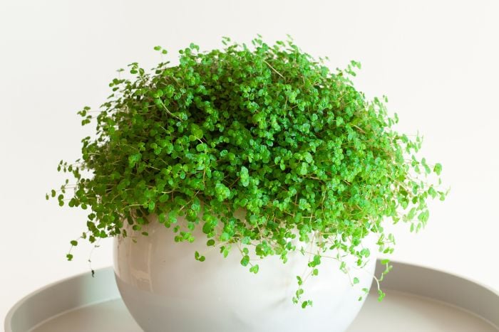 canvaベビーティアーズ