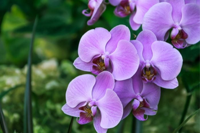 Canva画像　ラン