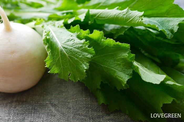 かぶの葉