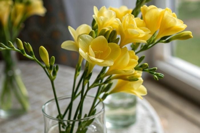 canvaフリージア