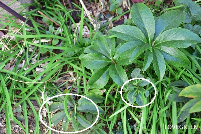 クリスマスローズ古葉