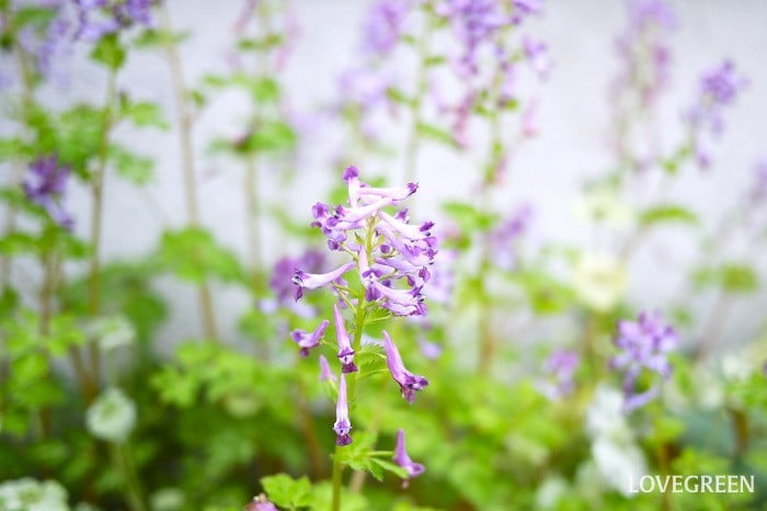 ムラサキケマン