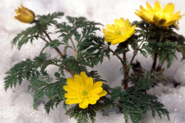 Canva画像 フクジュソウ