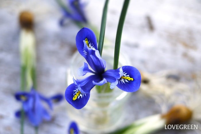 ダッチアイリス