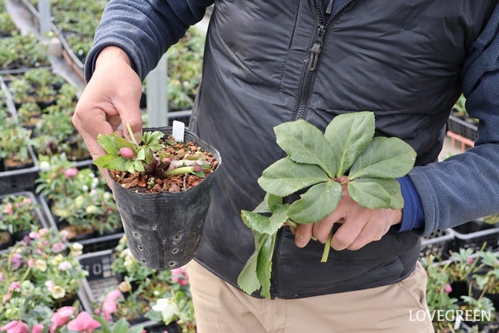 横山園芸さん　クリスマスローズ