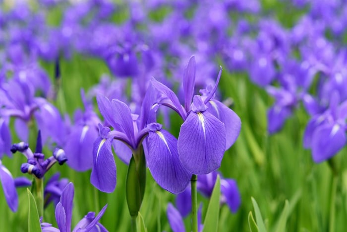 Adobeかきつばた