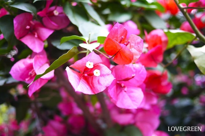ブーゲンビリア