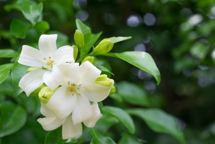 canvaゲッキツ　シルクジャスミン