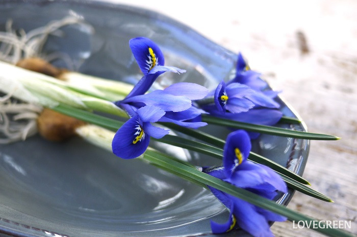 ダッチアイリス