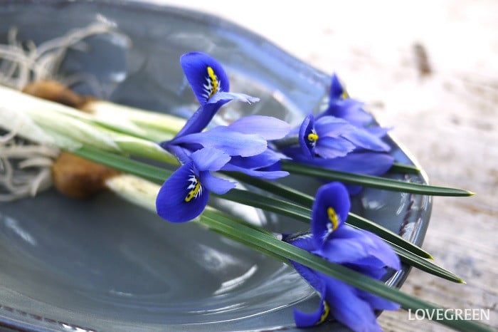 ダッチアイリス2小 ダッチアイリス