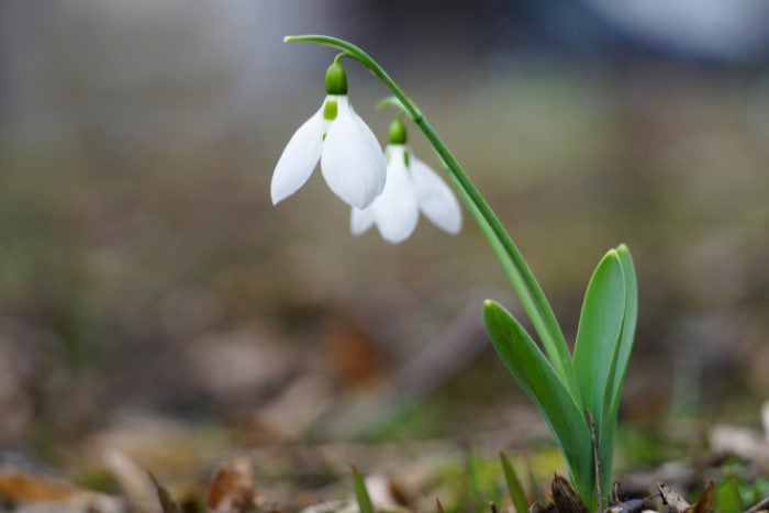 Canva画像 スノードロップ