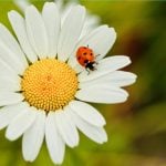 Canva画像　テントウムシ