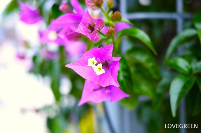 ブーゲンビリア