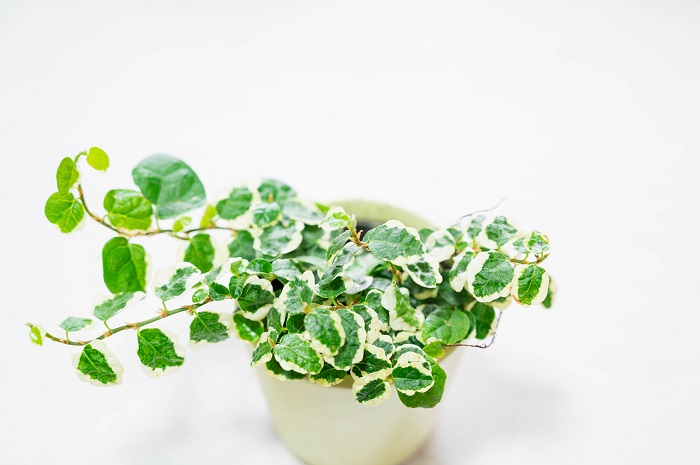 Adobeフィカス・プミラ