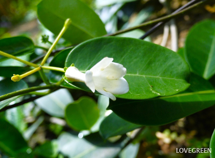 マダガスカルジャスミン2小 マダガスカルジャスミン