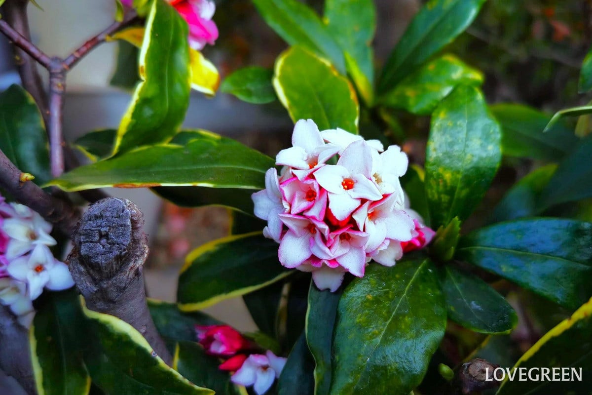 沈丁花|春を知らせる甘い香りの小さな花
