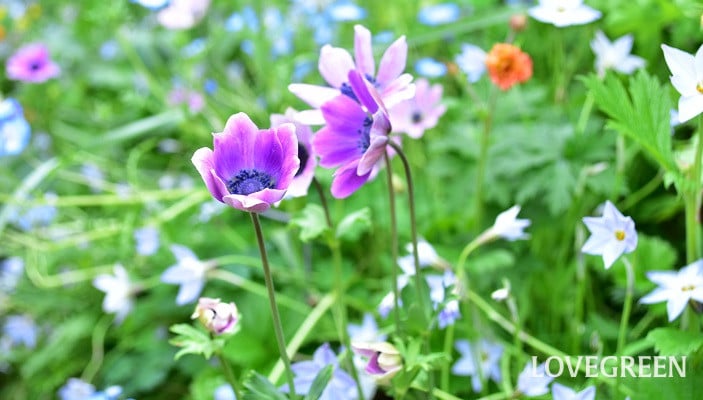 原種系アネモネ