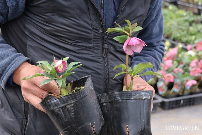 横山園芸さん　クリスマスローズ