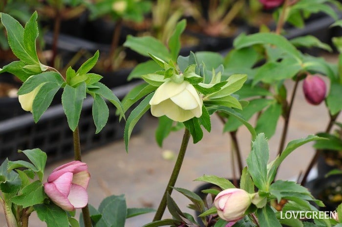 横山園芸さん　クリスマスローズ