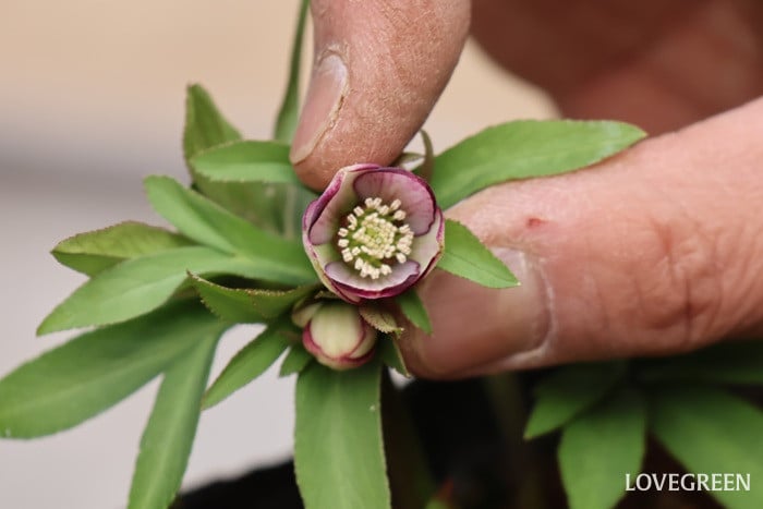 横山園芸さん　クリスマスローズ