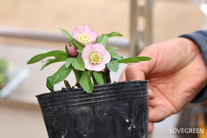 横山園芸さん　クリスマスローズ