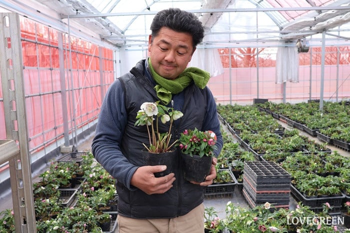 横山園芸さん　クリスマスローズ