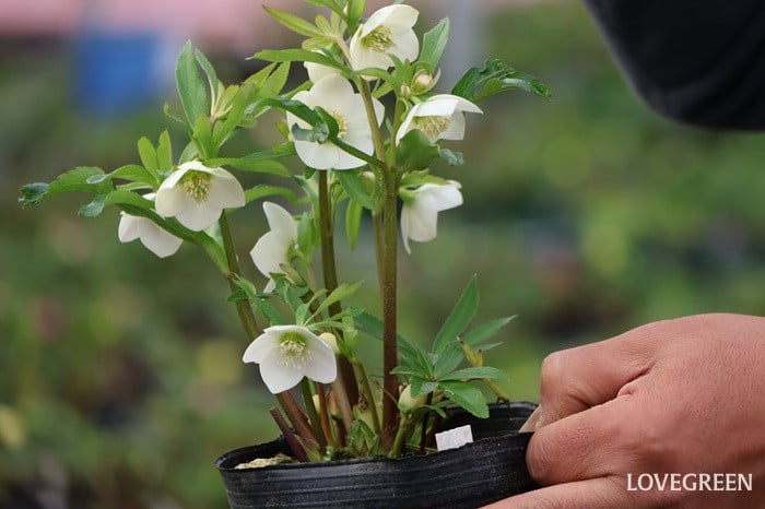 横山園芸さん　クリスマスローズ