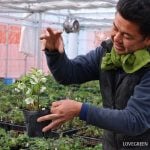 横山園芸さん クリスマスローズ