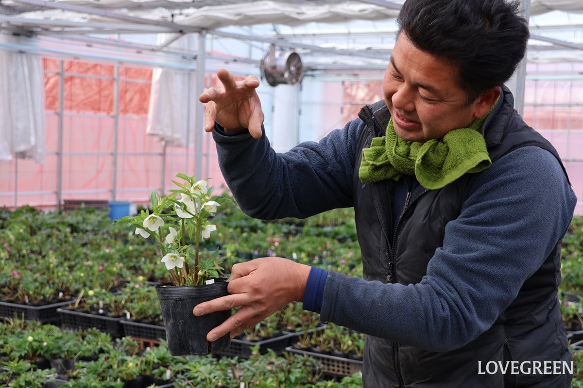 横山園芸さんに聞いた! クリスマスローズを上手に育てる6つのポイント