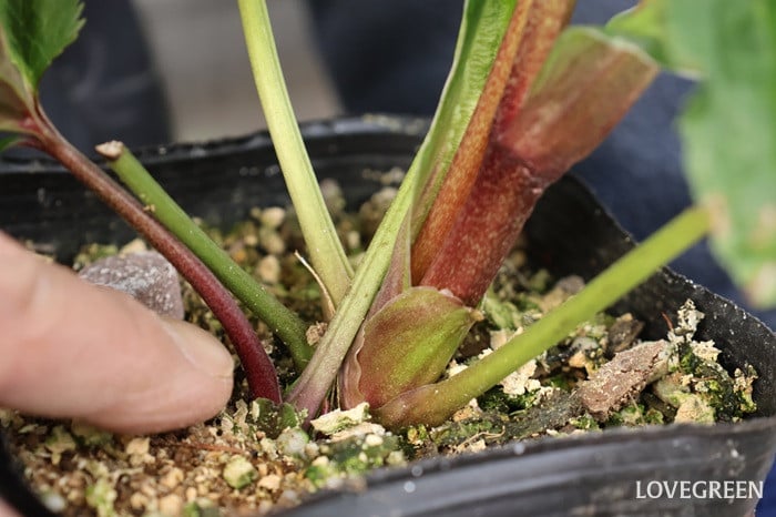 横山園芸さん　クリスマスローズ