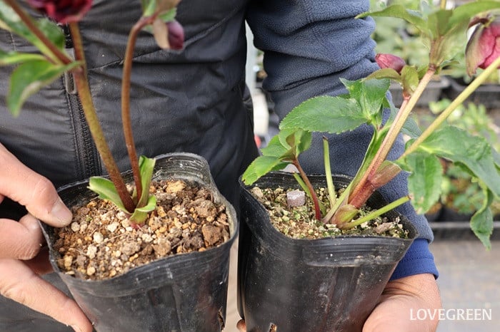 横山園芸さん　クリスマスローズ