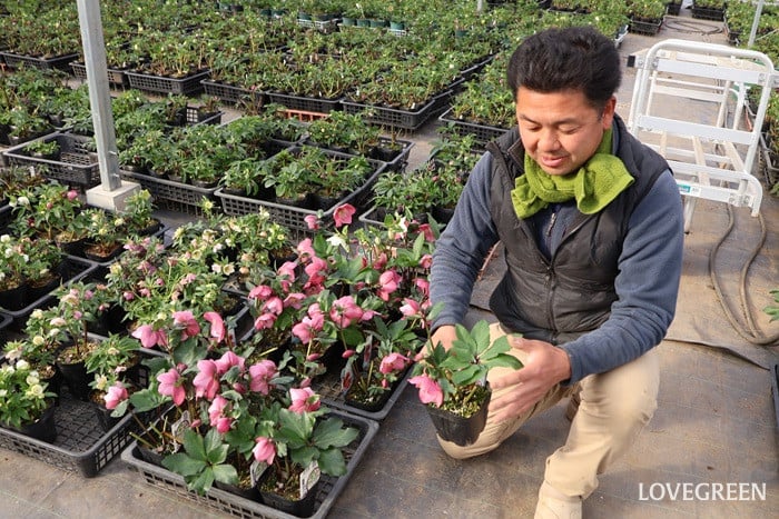 横山園芸さん　クリスマスローズ