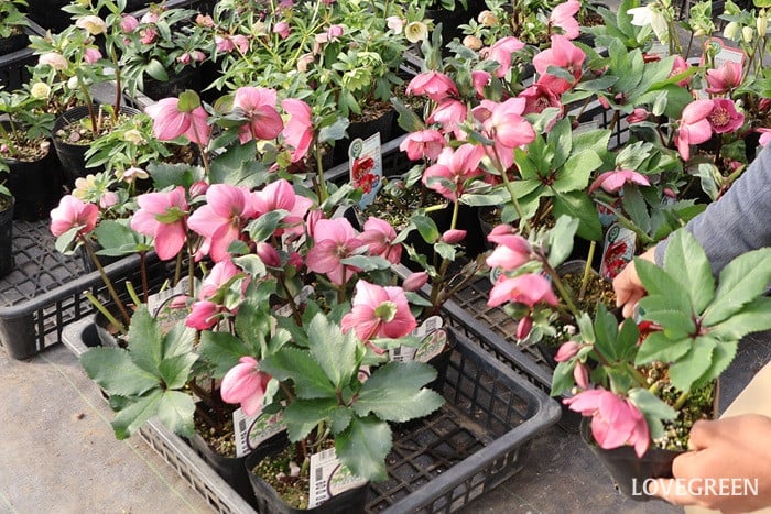 横山園芸さん　クリスマスローズ