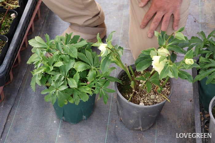 横山園芸さん　クリスマスローズ