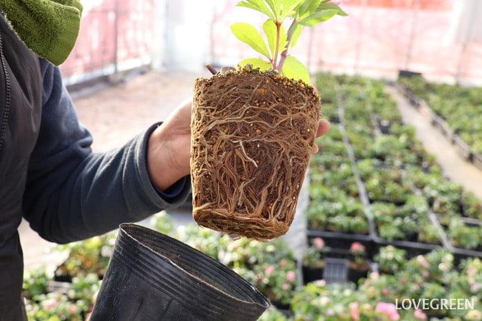 横山園芸さん　クリスマスローズ