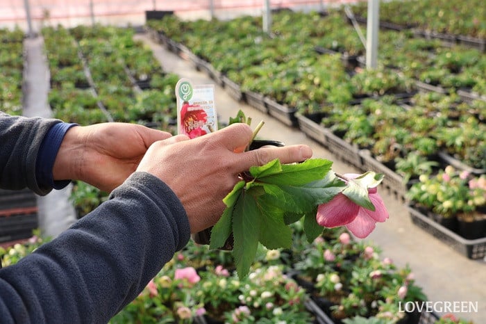 横山園芸さん　クリスマスローズ