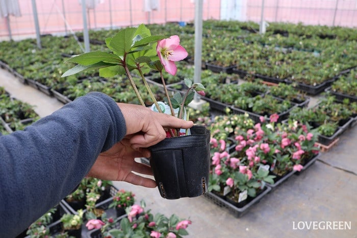 横山園芸さん　クリスマスローズ