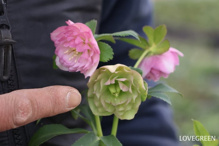 横山園芸さん　クリスマスローズ