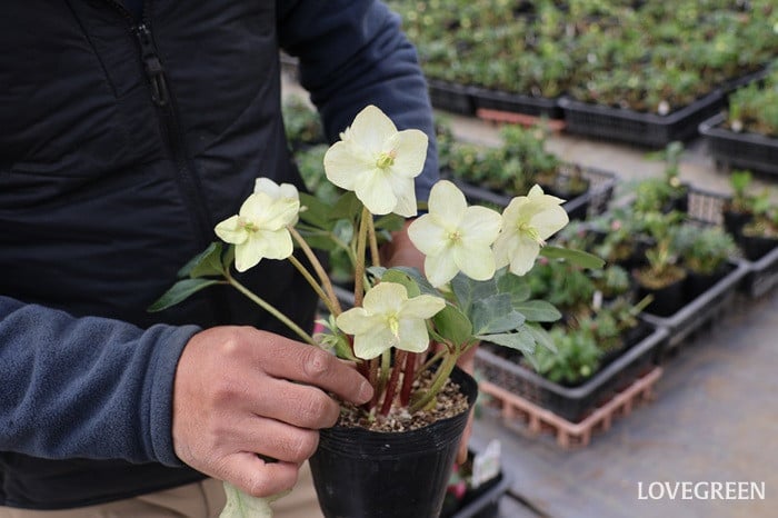 横山園芸さん　クリスマスローズ