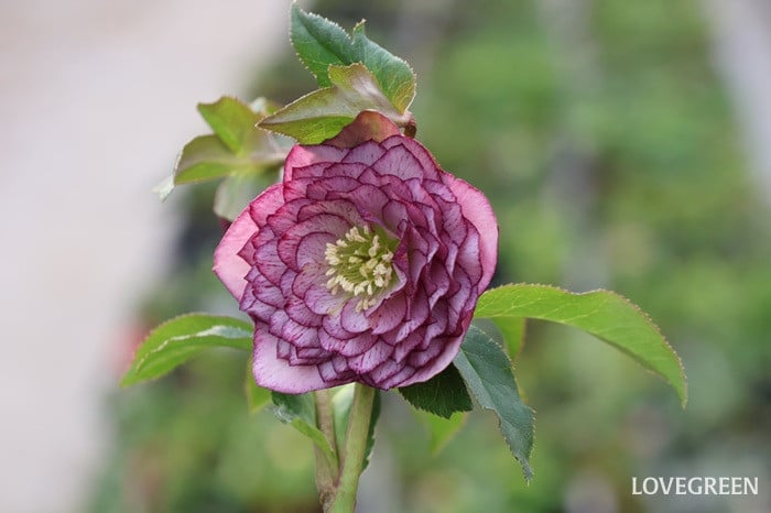 横山園芸さん　クリスマスローズ