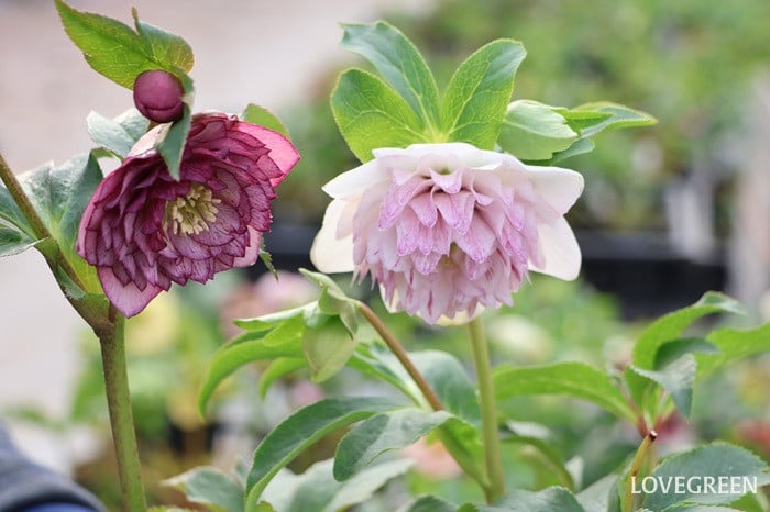 横山園芸さん　クリスマスローズ