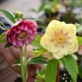 横山園芸さん クリスマスローズ