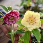 横山園芸さん クリスマスローズ