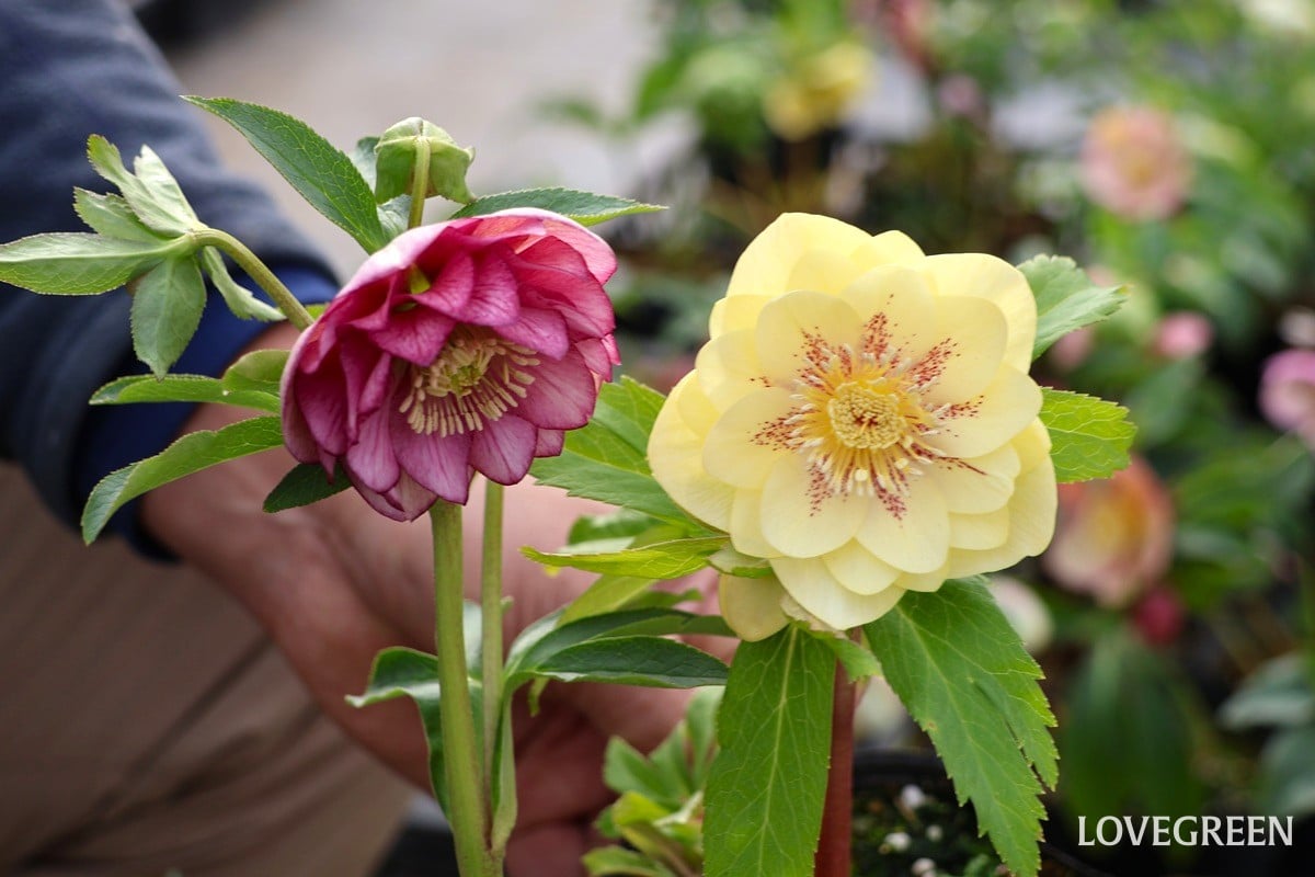 横山園芸さんに聞いた! クリスマスローズの色々な咲き方とおすすめ品種