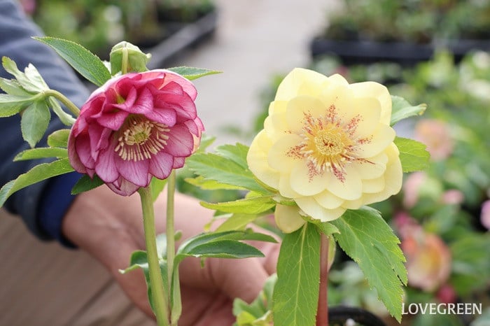 横山園芸さん　クリスマスローズ