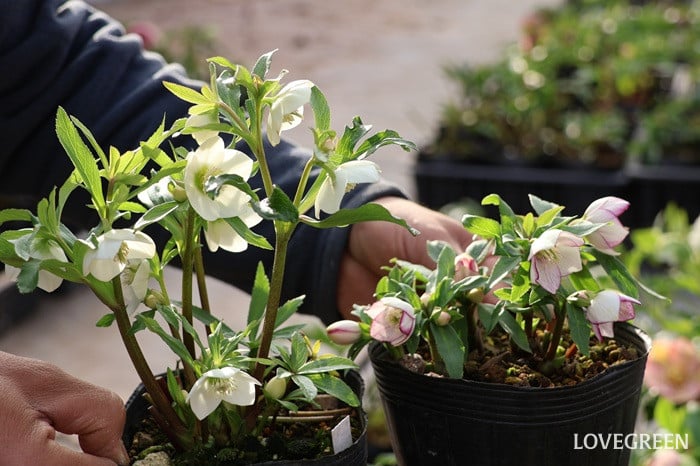 横山園芸さん　クリスマスローズ